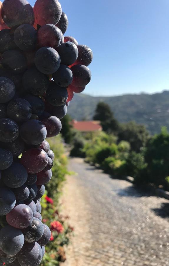 Private Douro- Quinta Das Susandas Mesão Frio المظهر الخارجي الصورة