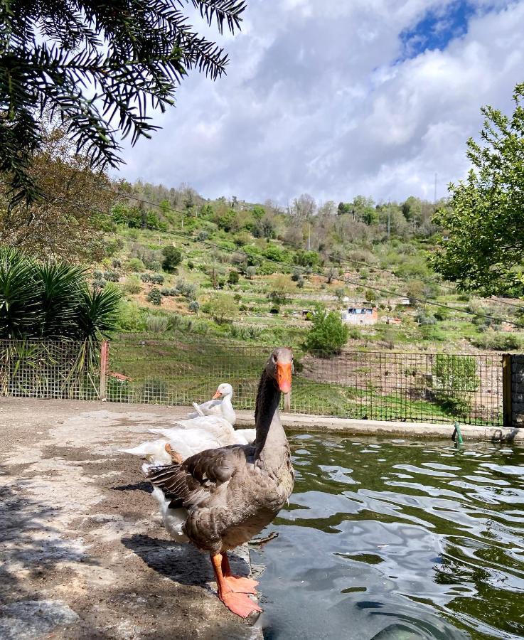 Private Douro- Quinta Das Susandas Mesão Frio المظهر الخارجي الصورة